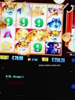 buffalo-gold-big-win-dragonara-casino-malta.jpg